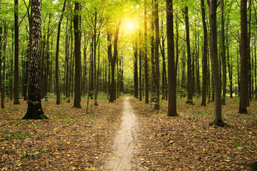 Forest with sunlight