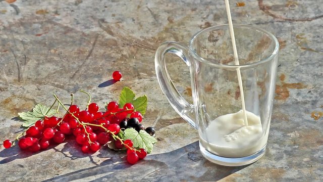 Glass cup with pouring milk and red currants berries in day light