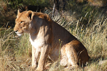 Lioness - Ngorongoro Crater - Tanzania