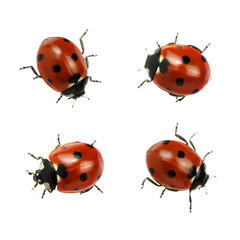 Ladybug