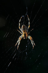 Diadematus D'araneus, araignée