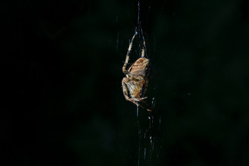 Diadematus D'araneus, araignée
