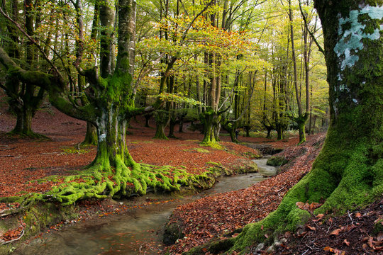 oto&ntilde;o en el hayedo de otzarreta