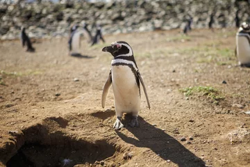 Crédence de cuisine en verre imprimé Pingouin Close-up of penguin in Chilean Patagonia