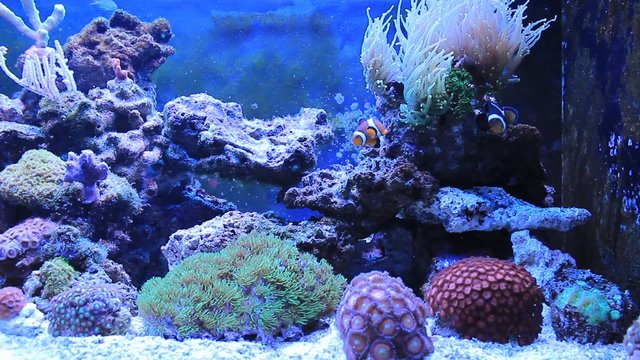 Coral Reef Aquarium HD Scenes