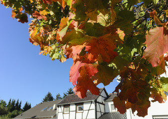  Herbstfärbung der Ahornblätter im Fokus. Im Hintergrund die Sicht auf  ein Dorf mit...