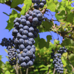 Rebstock mit blauen Trauben