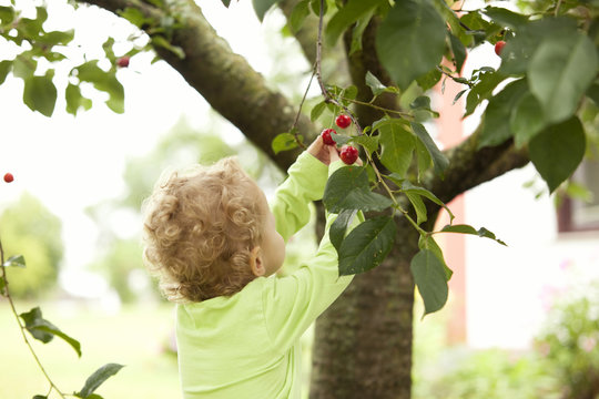 Little girl picking cherry from a tree