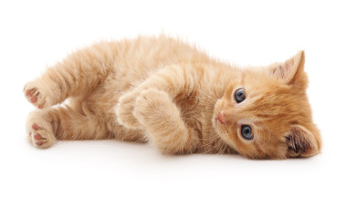 Red kitten lying.