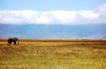Obraz premium Wild elephant in the Ngorongoro Conservation Area in Tanzania, Africa