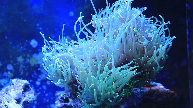 Beautiful Coral in coral reef aquarium
