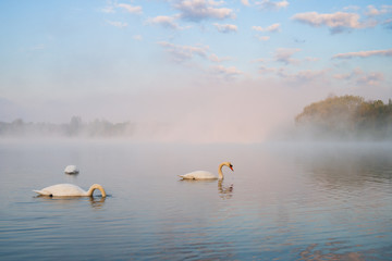 Morgennebel über einem See