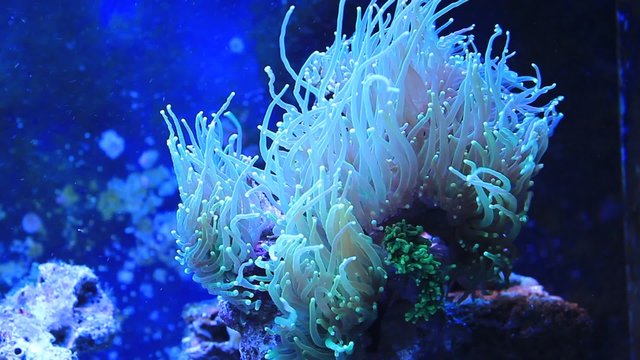 Amazing Coral in Coral reef aquarium