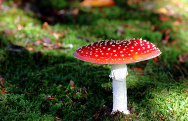 Fly Agaric