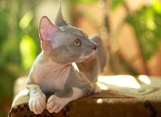 sphinx cat