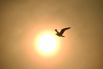Fototapeta na wymiar Seagulls flying in the dawn 