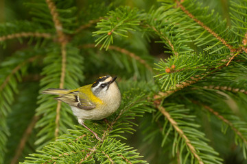 Sommergoldhähnchen