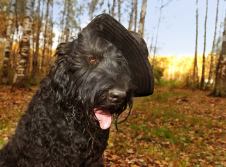 Fototapeta premium Black Russian Terrier in black hat in the autumn forest