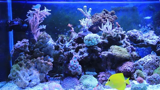 Coral Reef Tank Scenes