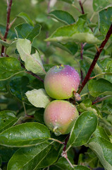 Orchard. Apple trees. Growing Organic Apples