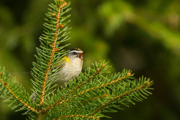 Sommergoldhähnchen