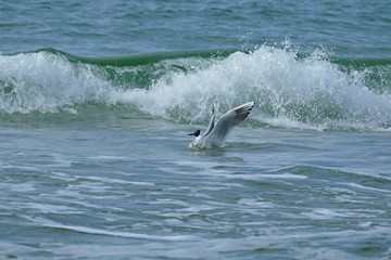 Naklejka premium Möwe im Meer