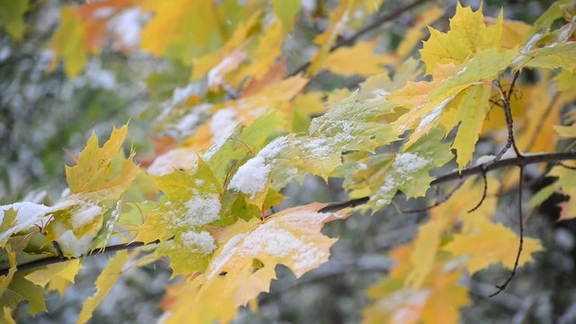Yellow maple leaves in  snow