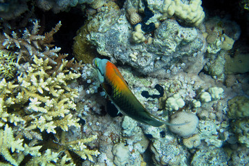 Fototapeta na wymiar farbenpraechtiger stuelpmaul lippfisch