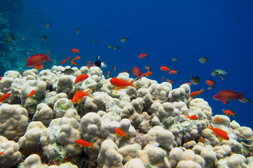 kleine bunte fische im meer
