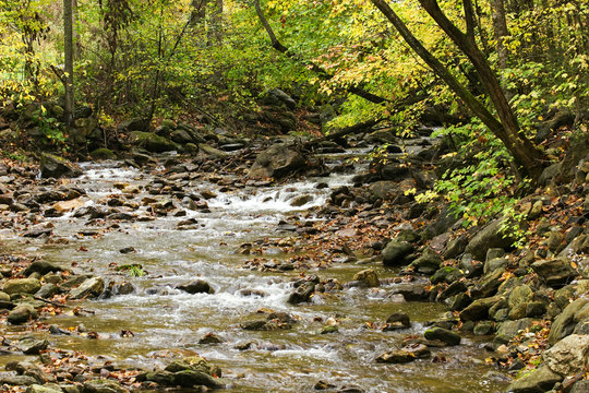 Creek in the Fall