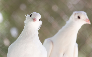 beautiful white dove in nature