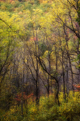 Fototapeta na wymiar Forest in Color