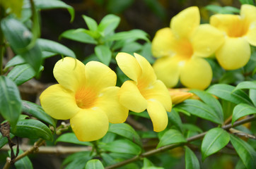 Close up of Golden Trumpet, flower