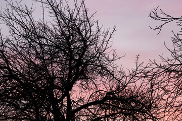 Obraz premium bare branches of a tree at sunset