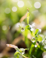 water drops on a green grass