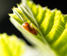 small insect in nature. macro