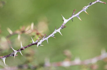 thorns on the branches of a plant