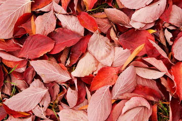 Red Leaves on the Ground