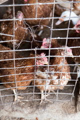 chicken near the fence on the farm