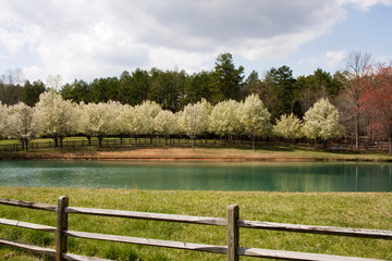 Bradford Pear Trees in White Bloom around a Small Lake