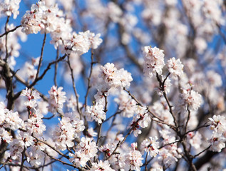 apricot flowers on the tree