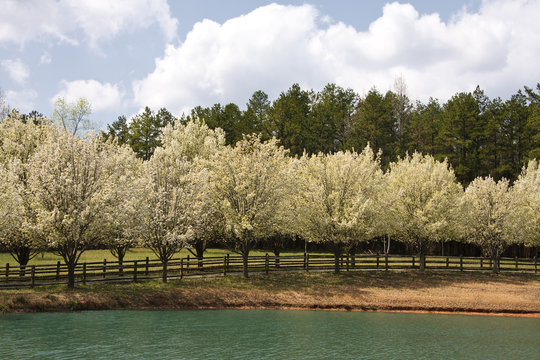 Bradford Pear Trees in White Bloom around a Small Lake