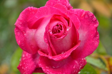 Rose nach regen nass