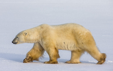 Fototapeta na wymiar A polar bear on the tundra. Snow. Canada. An excellent illustration.