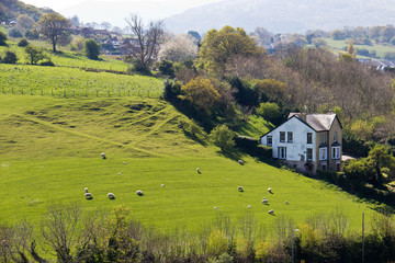 Sheep grazing on hillside pasture farmland