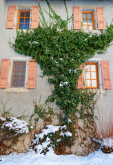 Ivy climbing up the wall