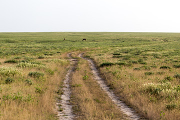 Fototapeta premium dirt road in nature