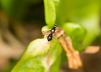 little fly in nature. close-up