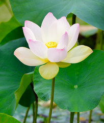 lotus flower