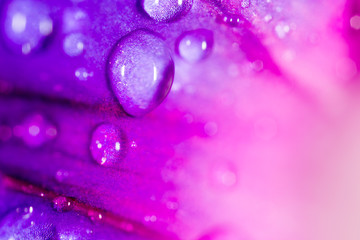 drops of water on a blue flower in nature. close